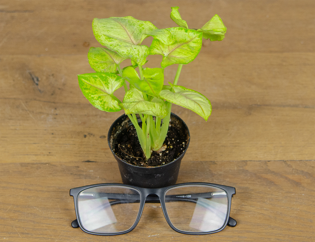 Сингониум Голден мал