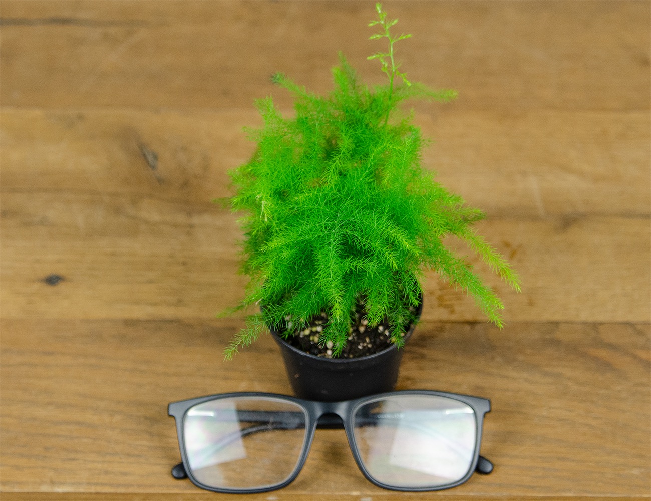 Аспарагус мал