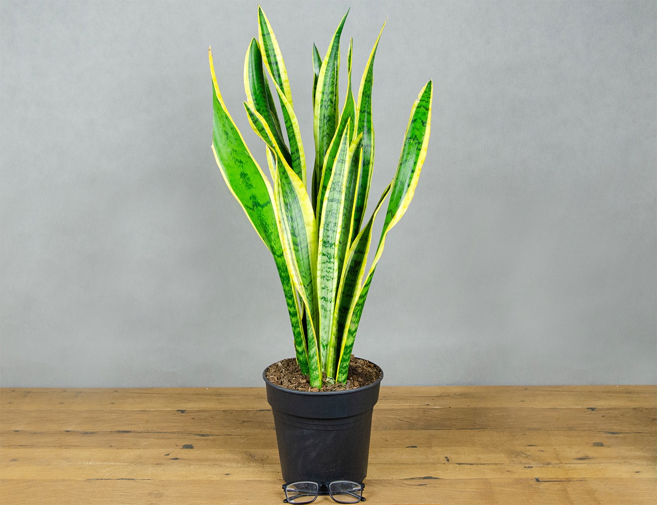 Сансевиерия Лауренти Ø21