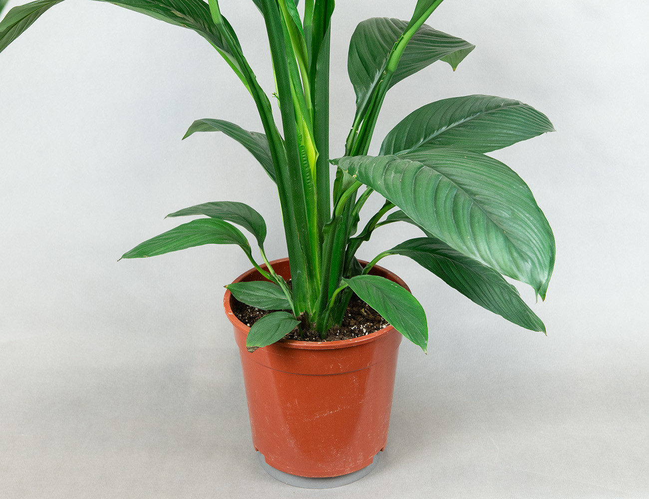 Спатифиллум Сенсация