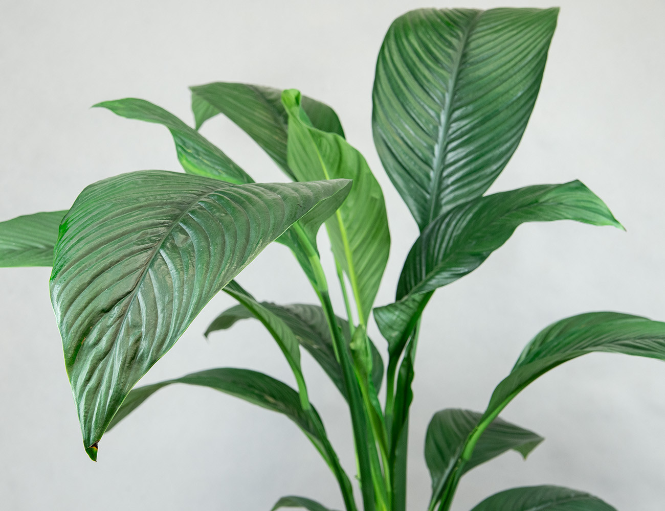 Спатифиллум Сенсация