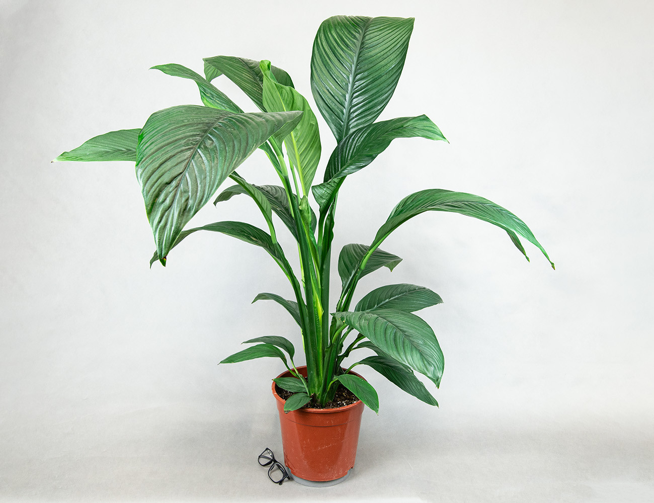 Спатифиллум Сенсация