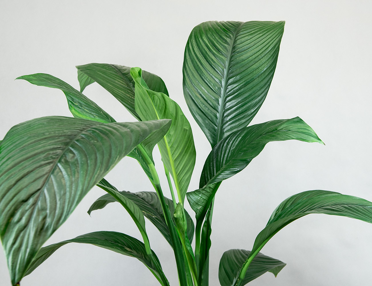 Спатифиллум Сенсация