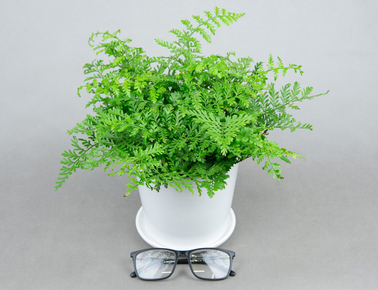 Асплениум Парвати