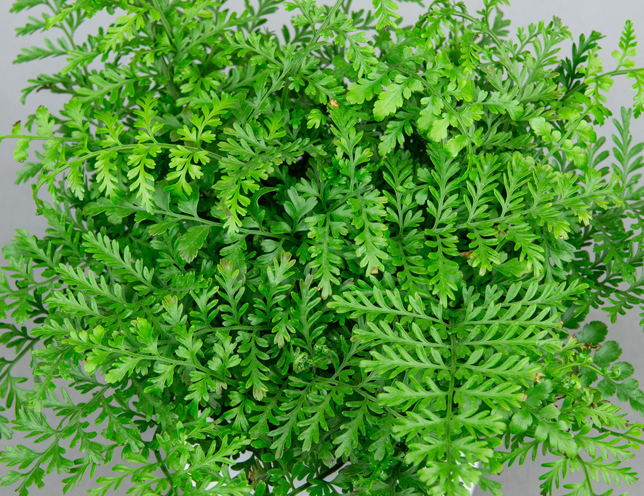 Асплениум Парвати