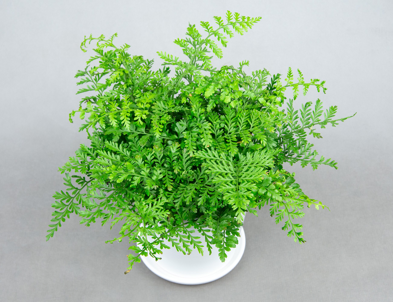 Асплениум Парвати