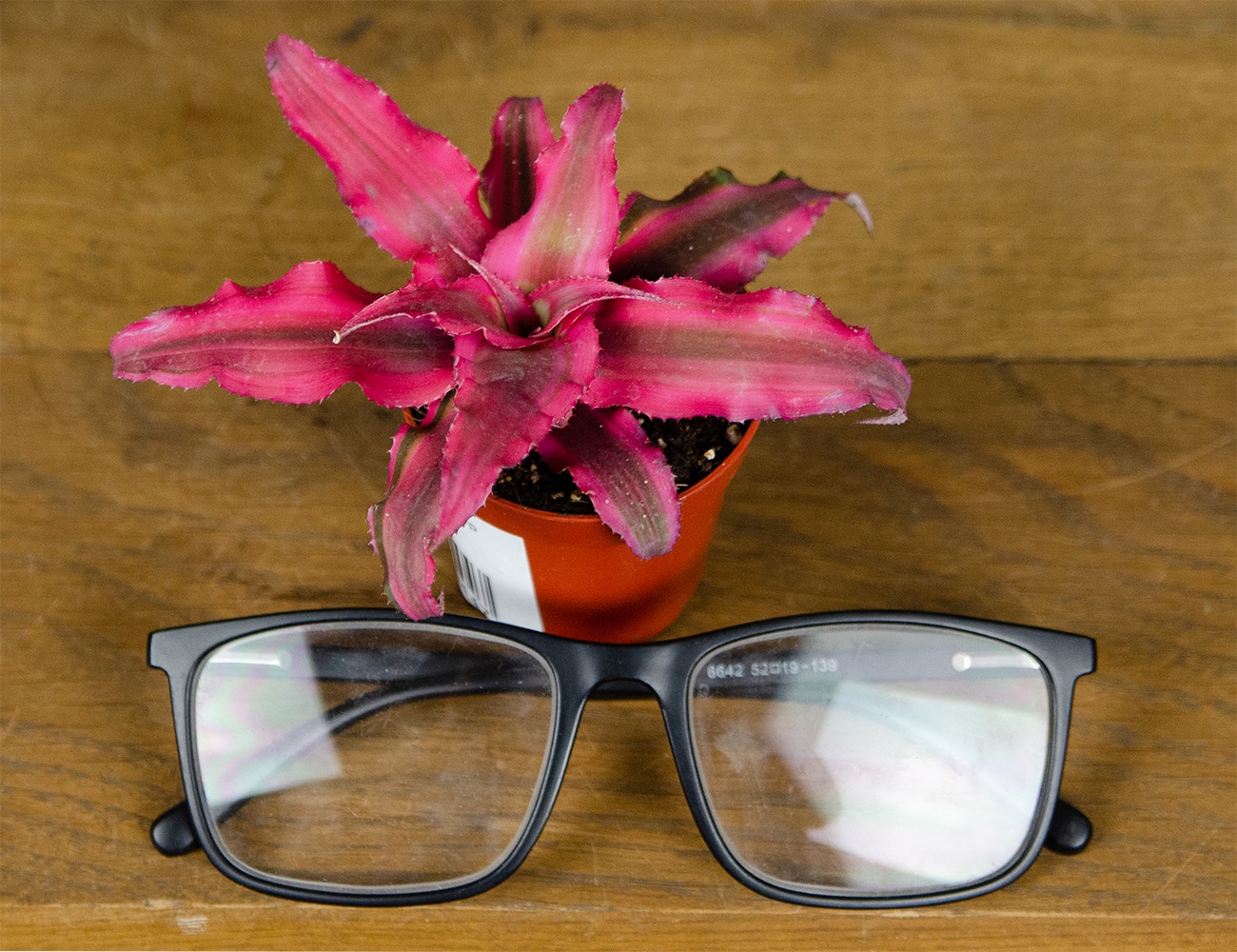 Криптантус Рубин Стар