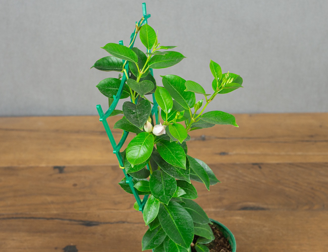 Мандевилла (дипладения)