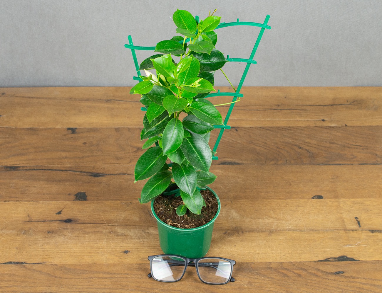 Мандевилла (дипладения)