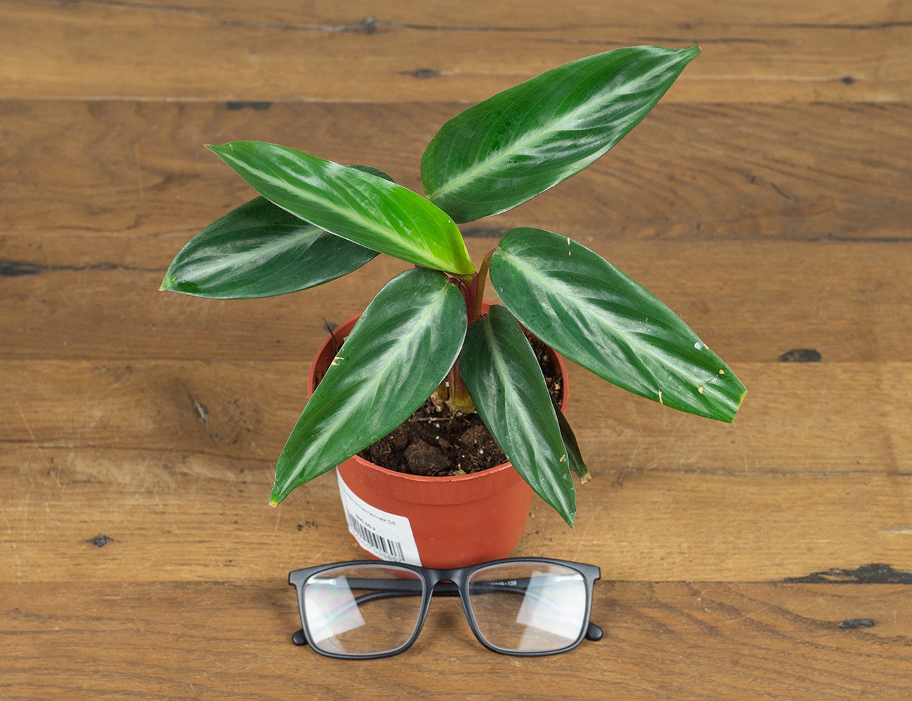 Строманта Сангвинея Ø6