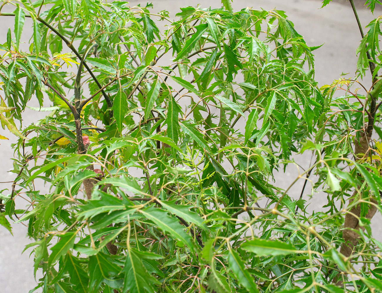 Полисциас Фрутикоза