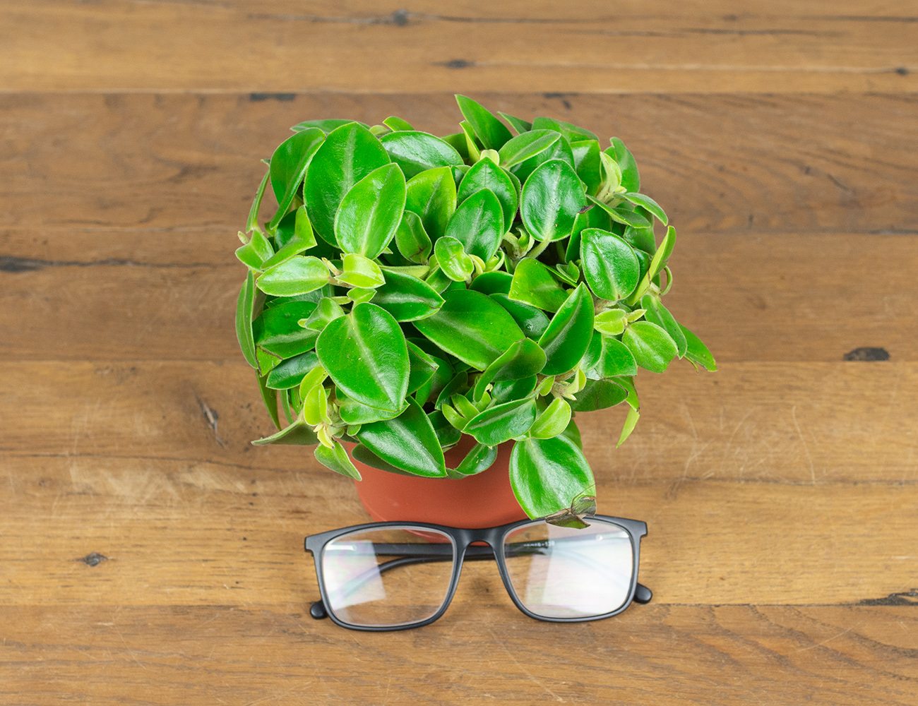 Пеперомия Пикси