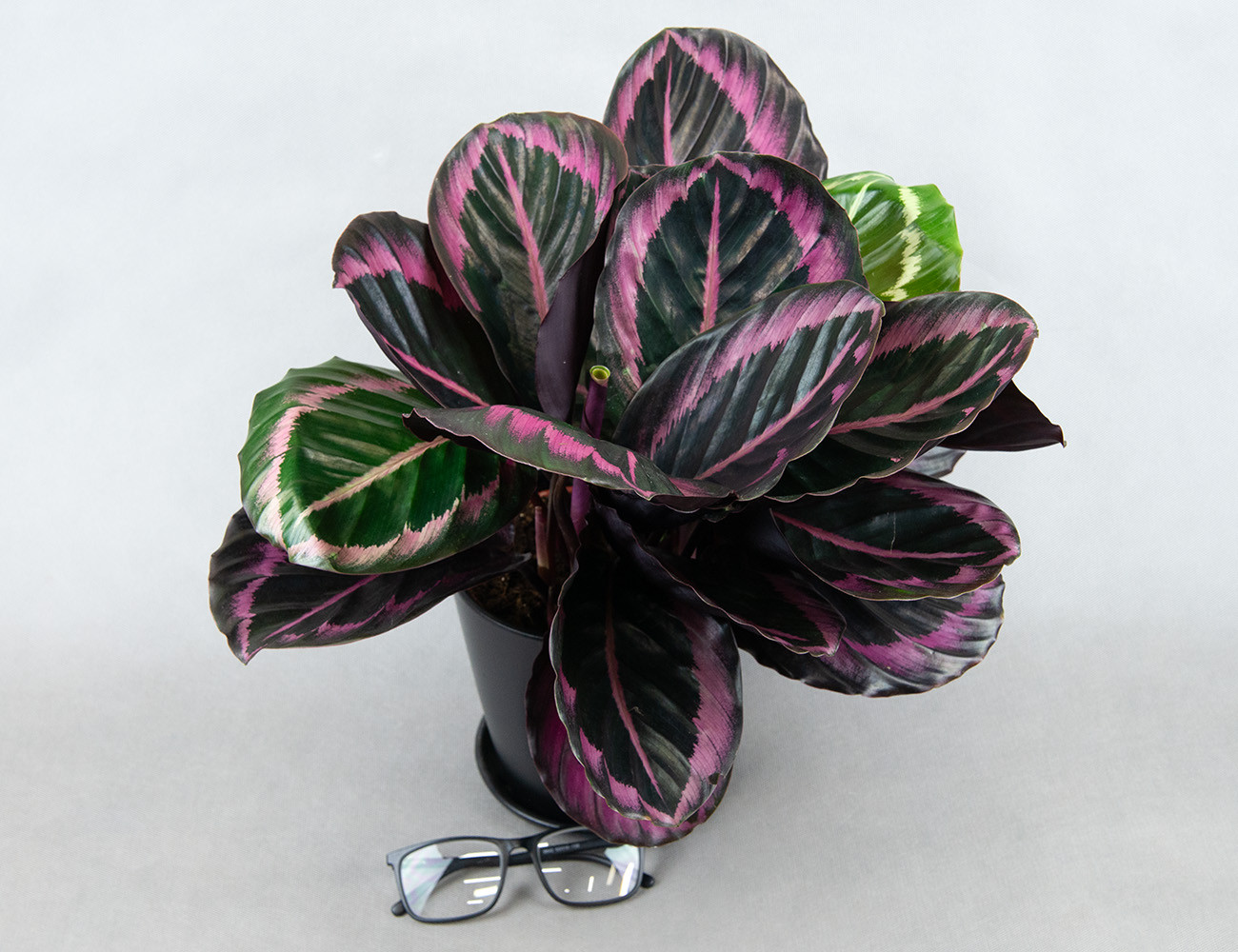 Калатея Розеопикта Ø14