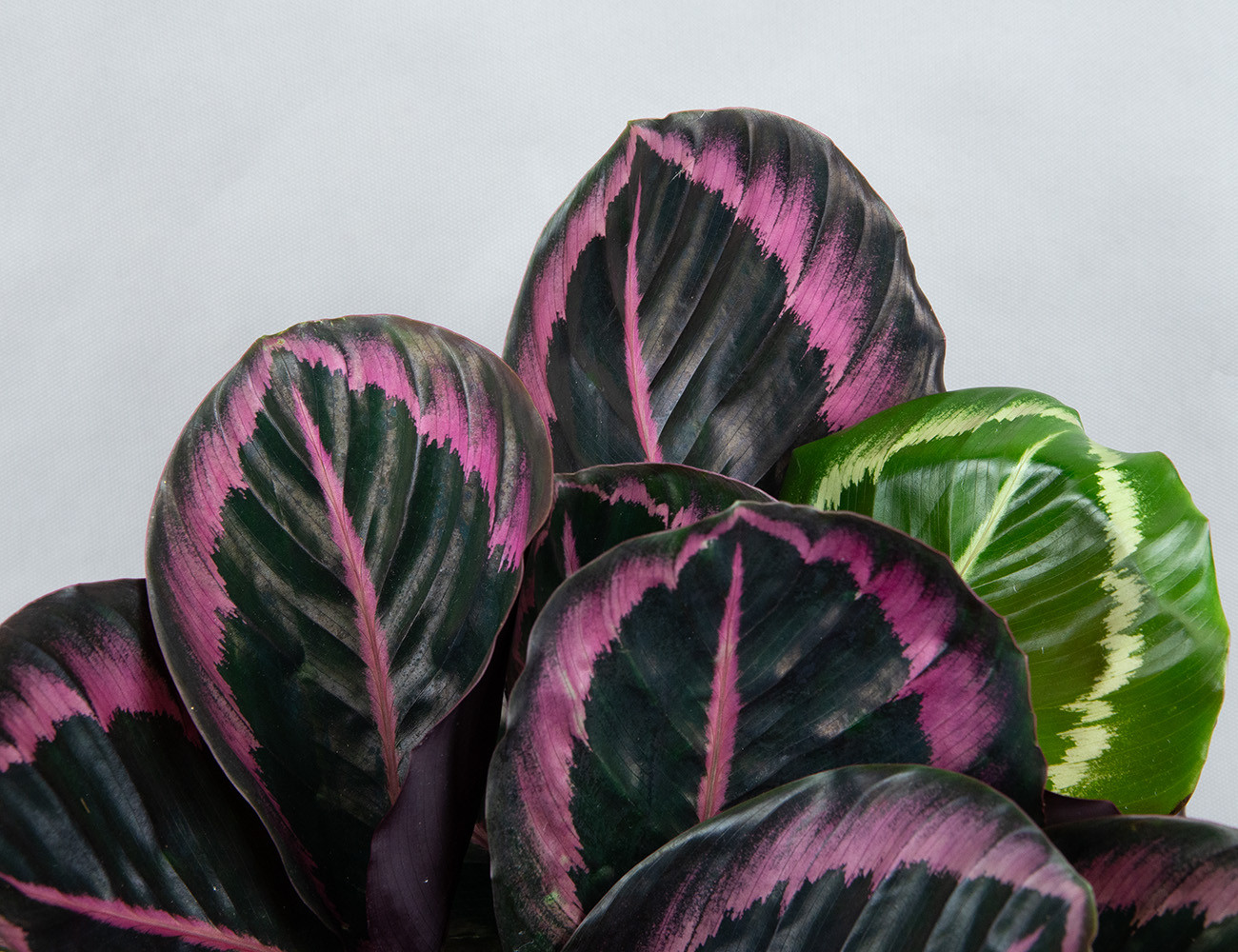 Калатея Розеопикта Ø14