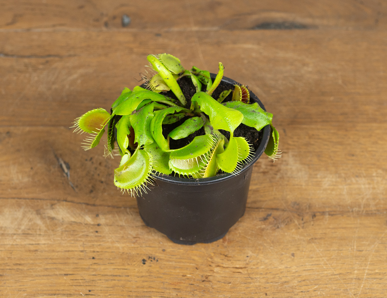 Дионея Венерина мухоловка