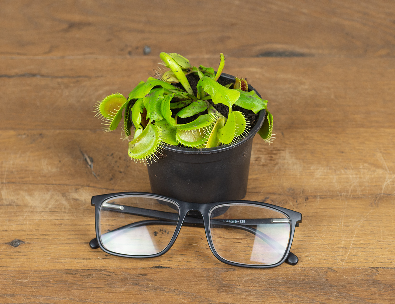 Дионея Венерина мухоловка