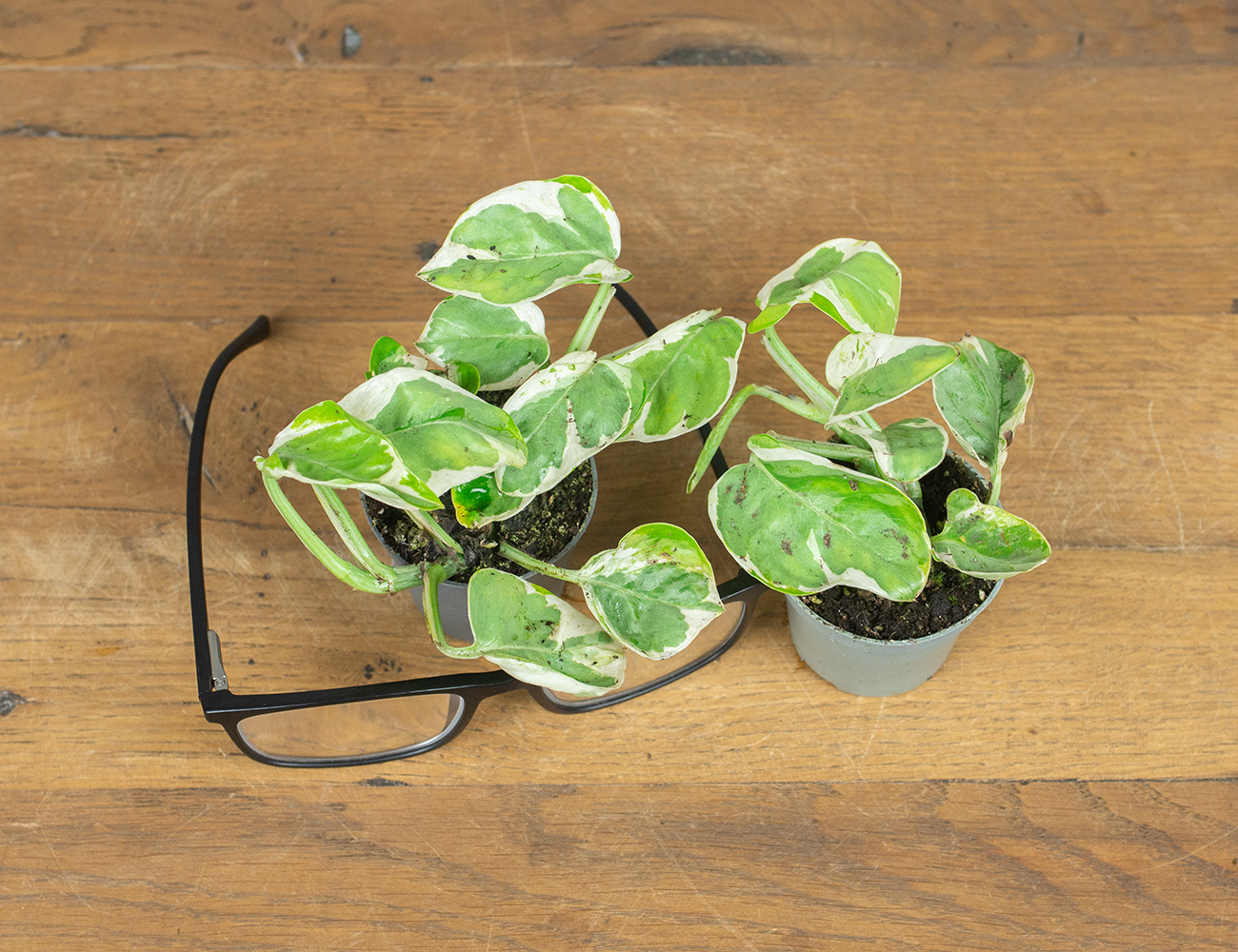 Эпипремнум Белая Пантера