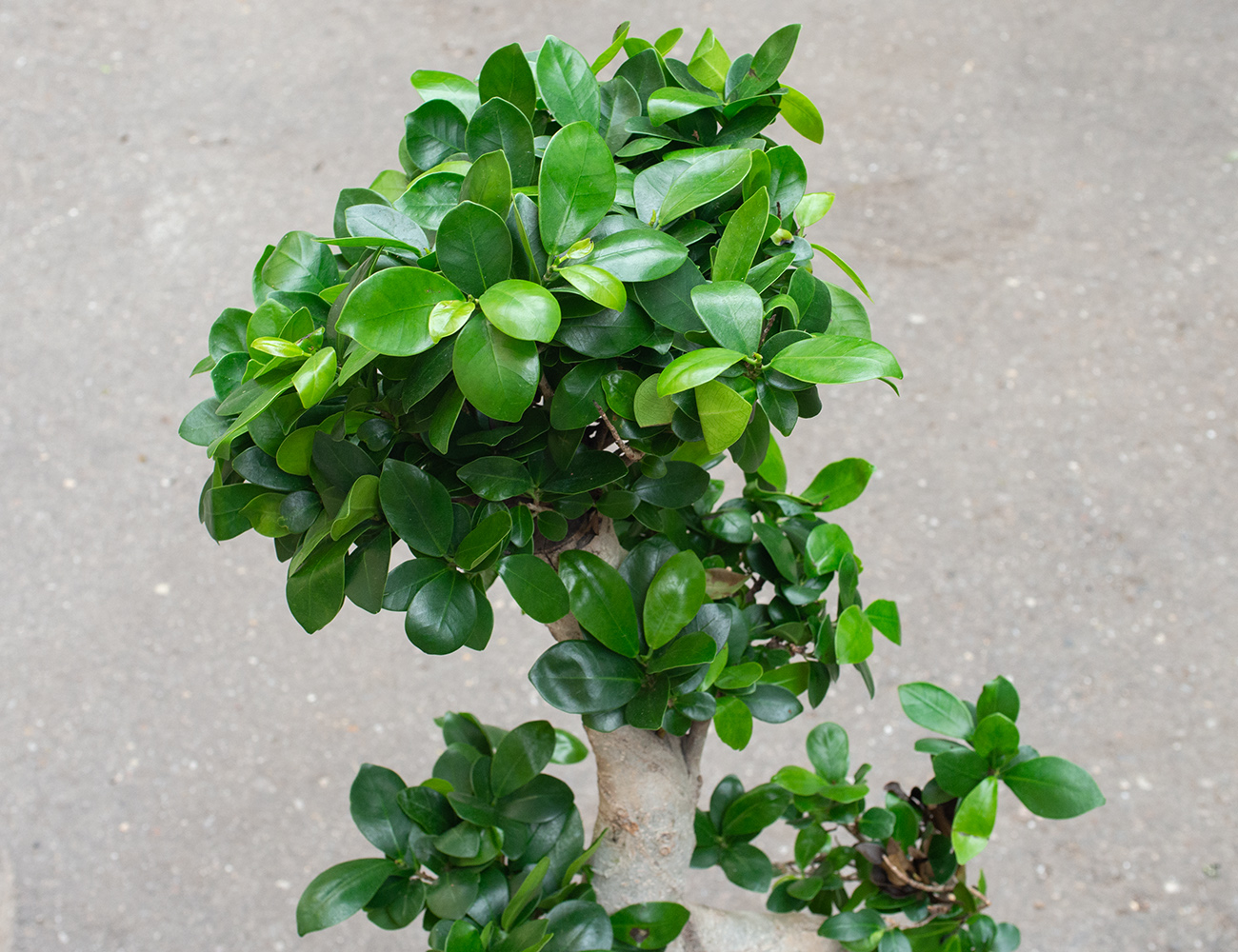 Фикус микрокарпа S