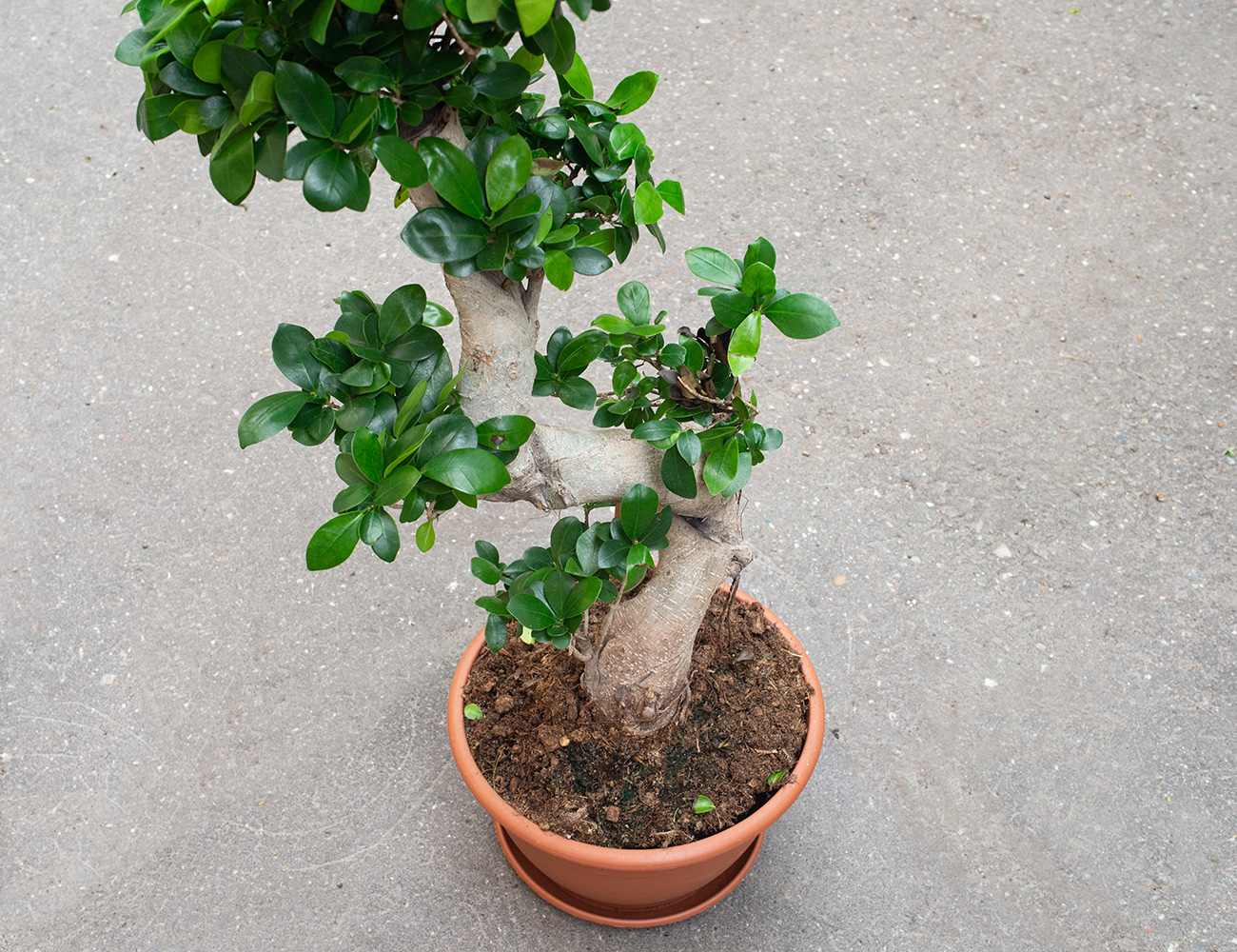 Фикус микрокарпа S