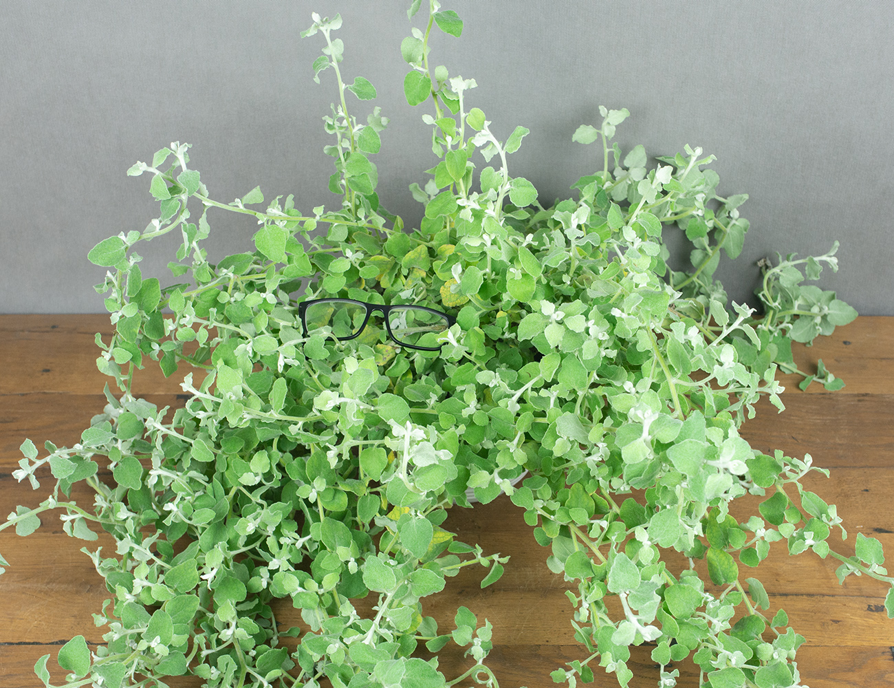 Гелихризум кашпо 23