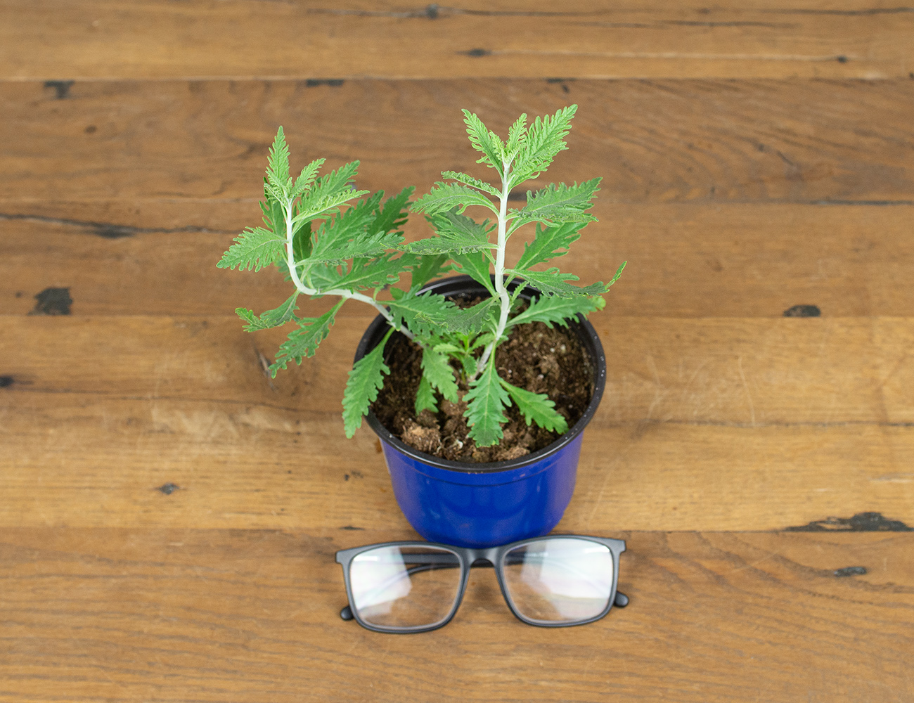 Перовския Рашен Сейдж