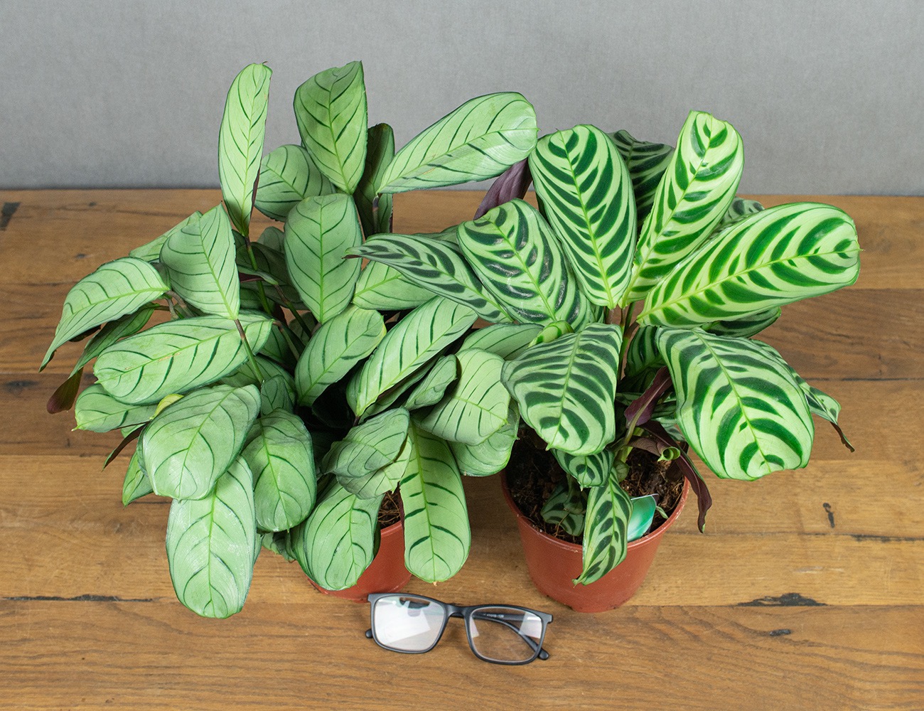 Ктенанта микс