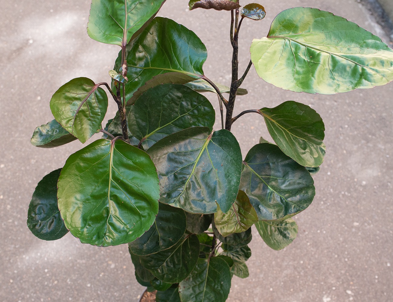 Полисциас Фабиан 70 см