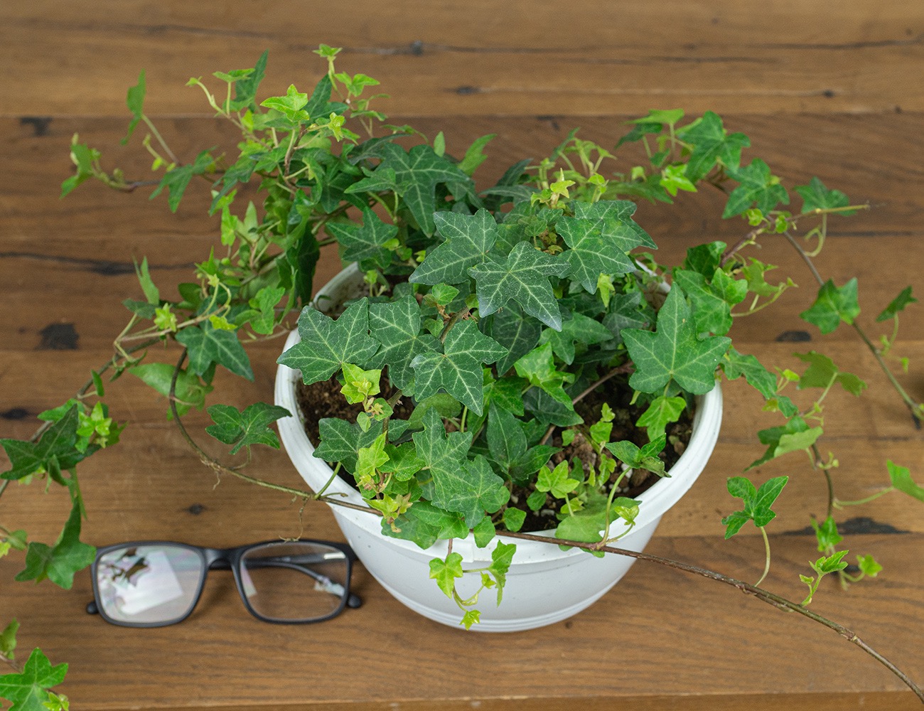 Плющ Хедера Ø23