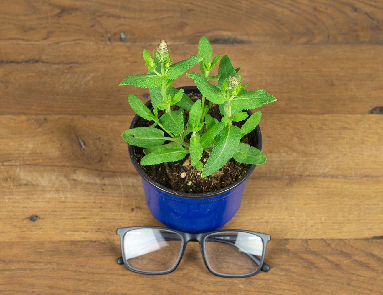 Шалфей (Сальвия) Апекс Блю 12