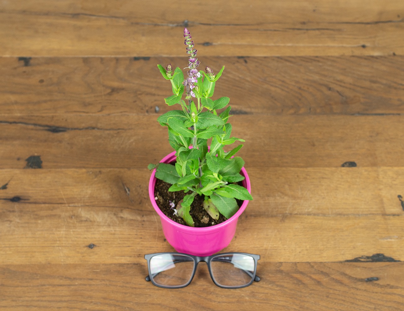 Шалфей (Сальвия) Апекс Пинк 12