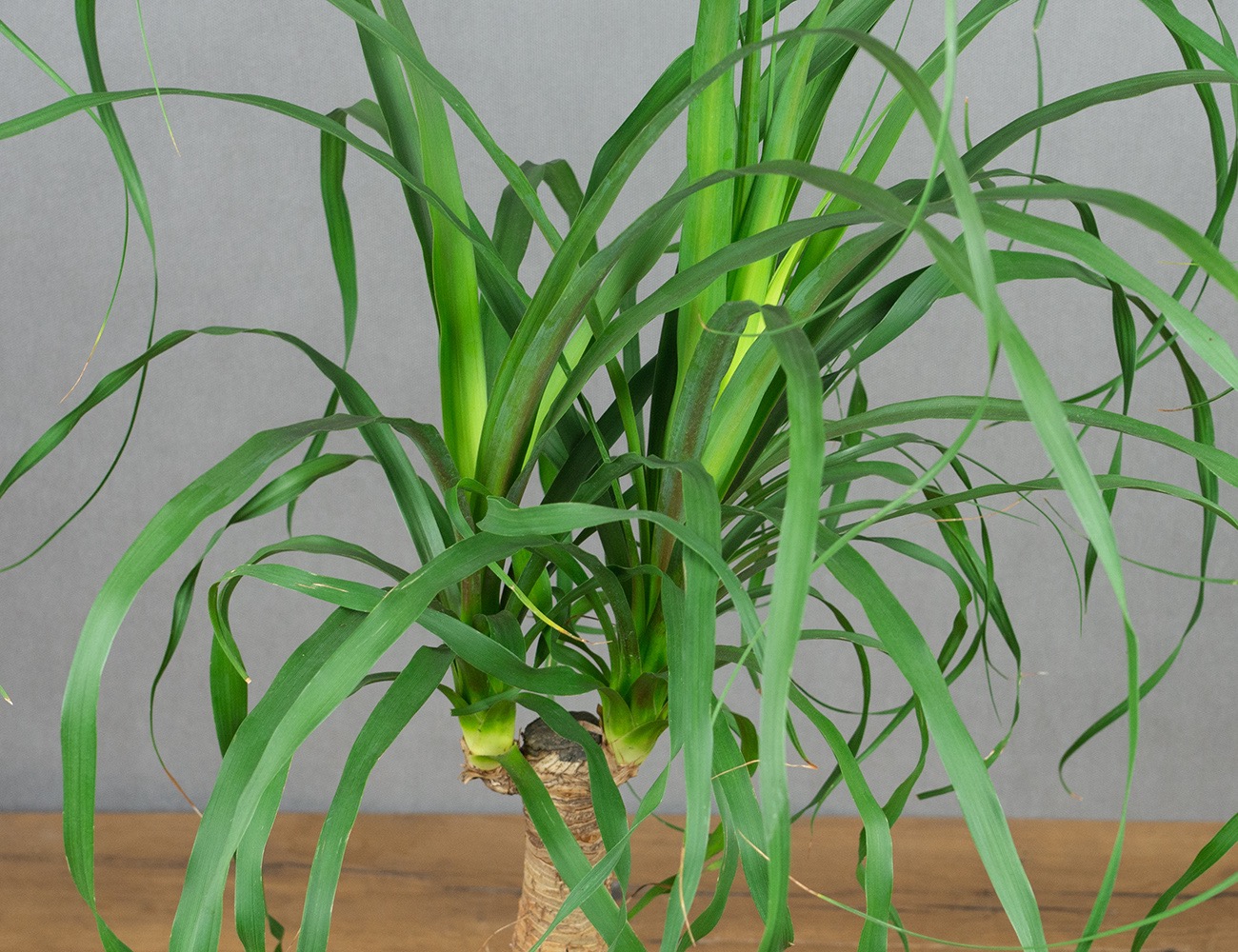 Бокарнея Ø17