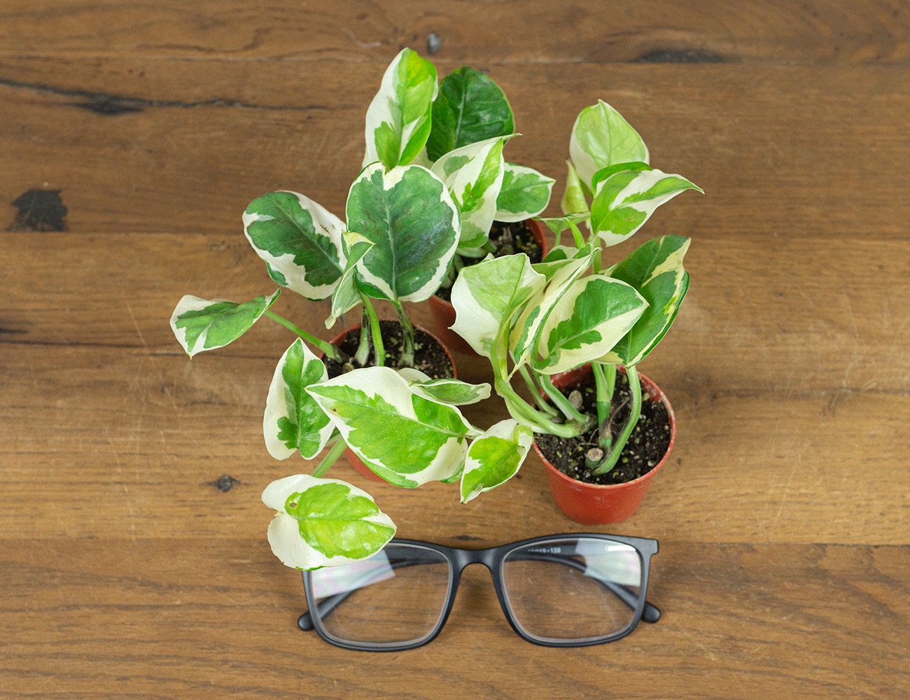 Эпипремнум Нджой