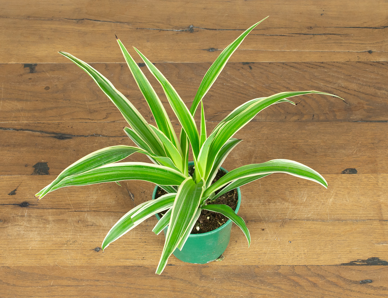 Chlorophytum Starlight