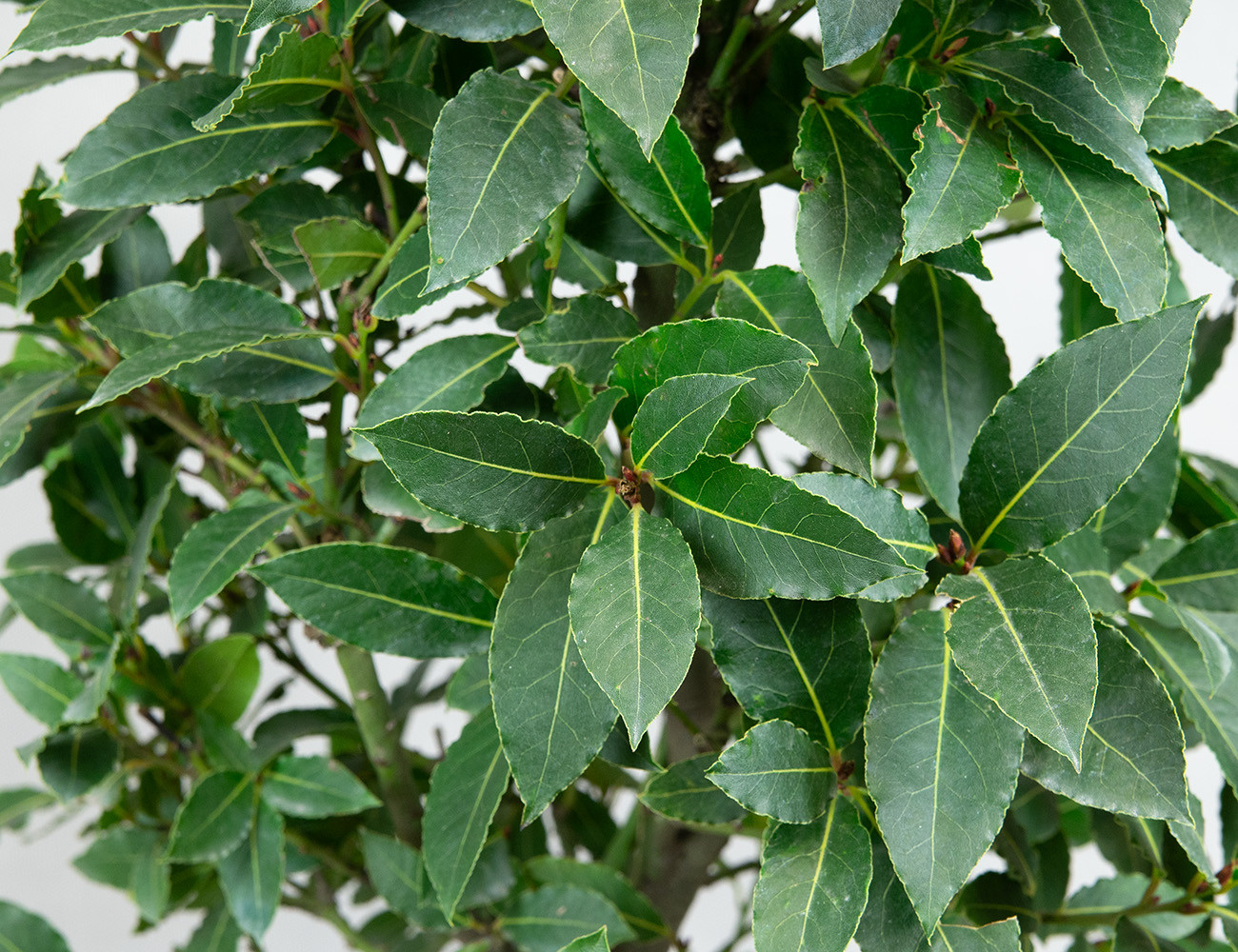 Лавр благородный 90 см