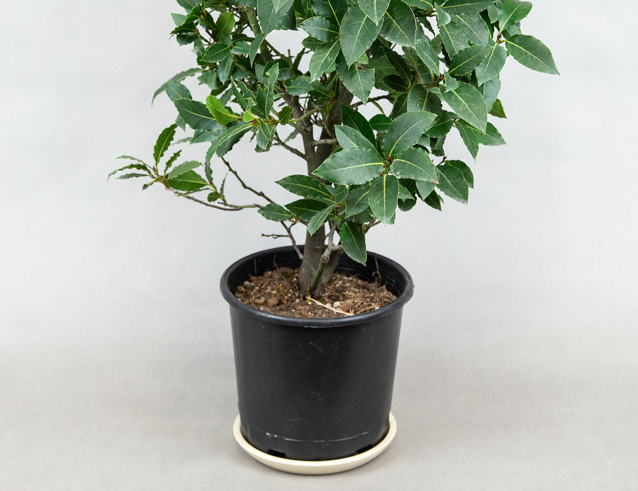 Лавр благородный 90 см