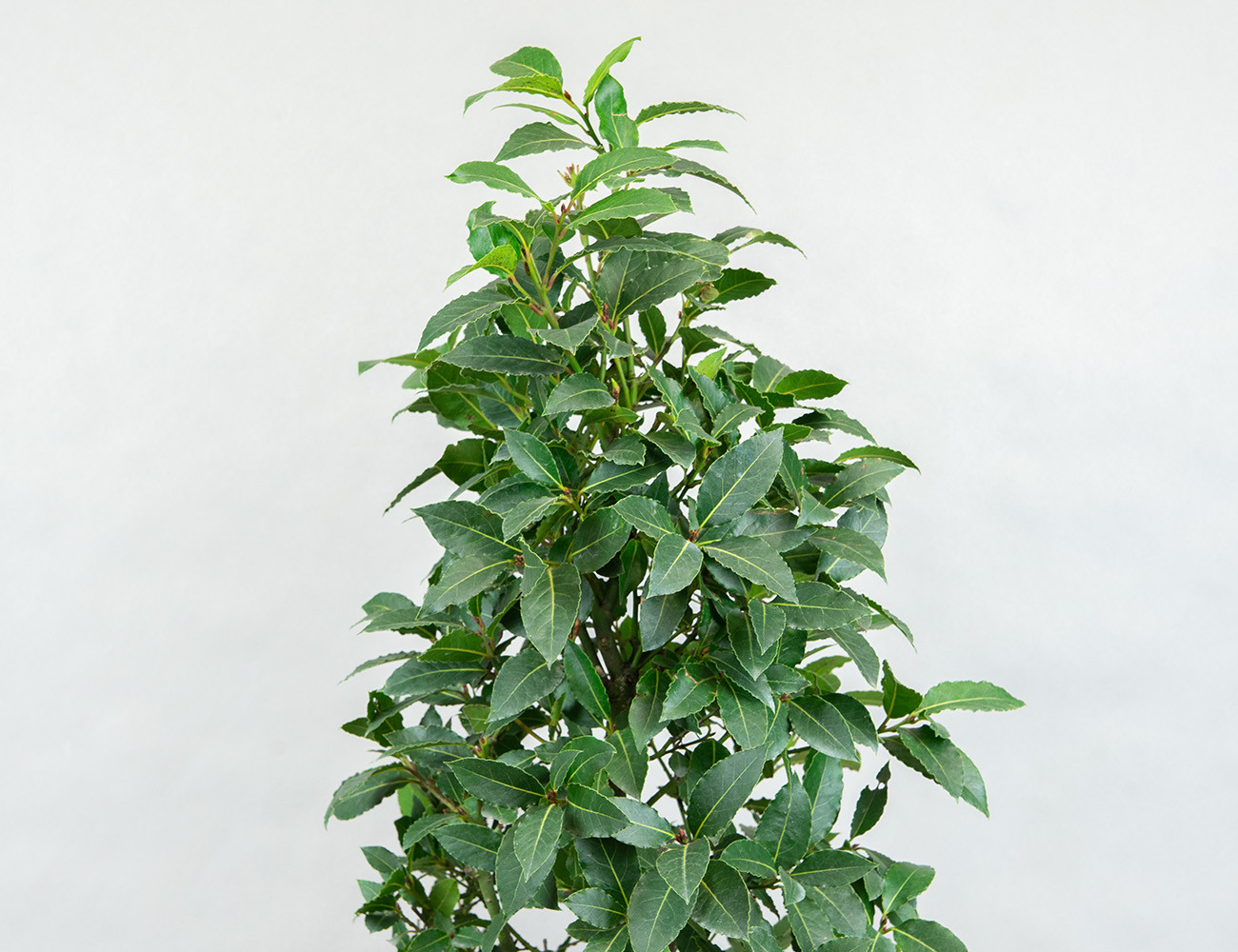 Лавр благородный 90 см