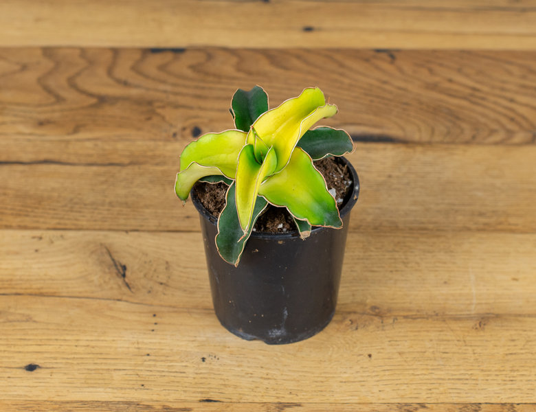 Сансевиерия Стар Канари