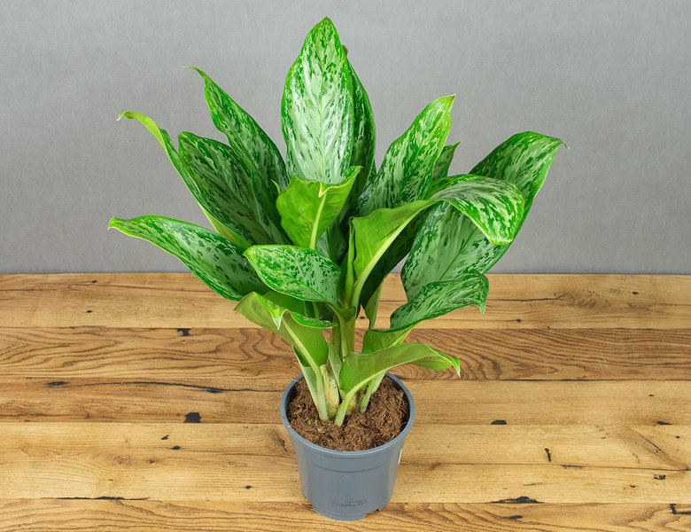 Аглаонема Гринлайт