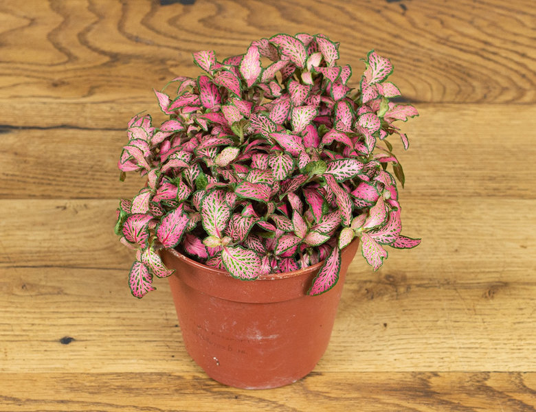 Фиттония Мозаик Пинк Форест Флейм