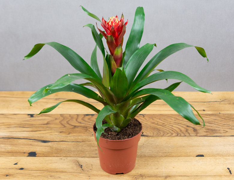 Гузмания Счастье