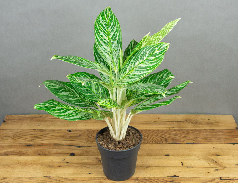 Аглаонема Мадонна