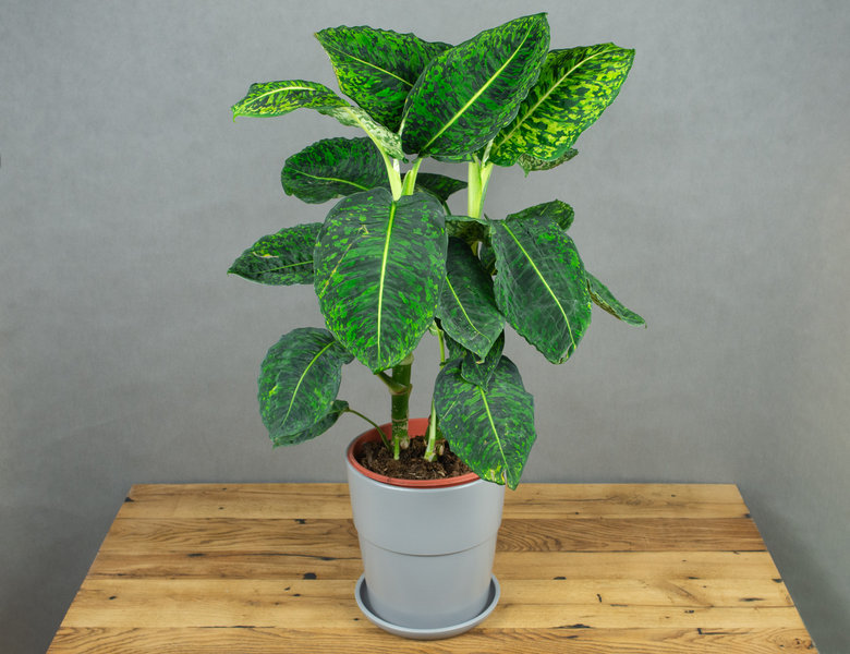 Диффенбахия Рефлектор