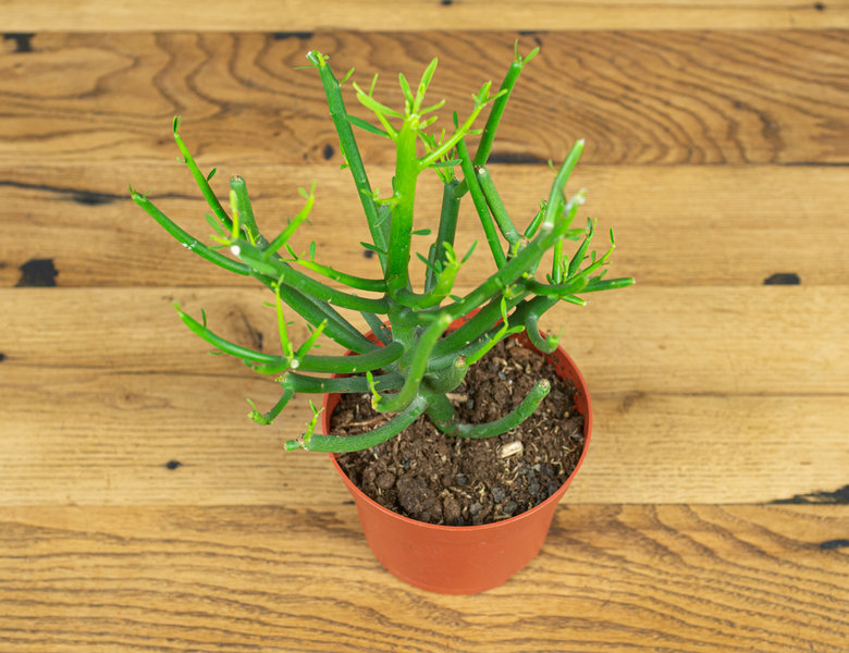 Эуфорбия Тирукалли Ø11