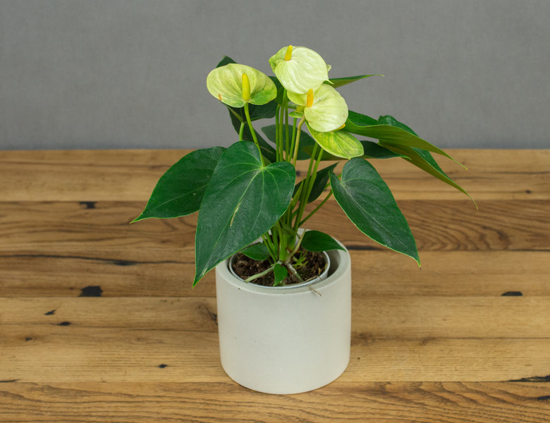 Антуриум Ваниль