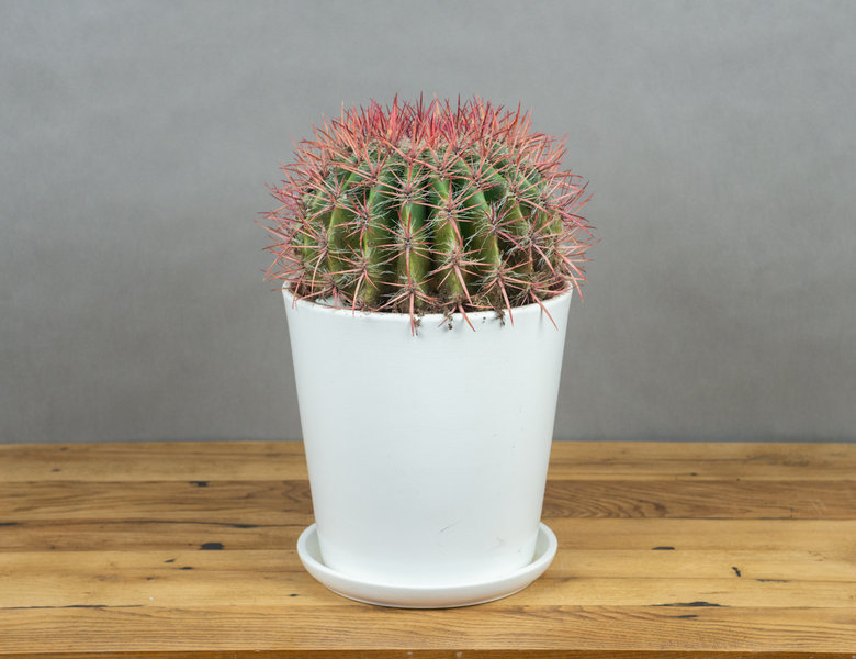 Ферокактус