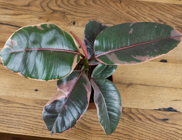 Фикус Эластика Белиз 35 см