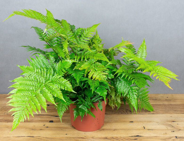 Дриоптерис Эритрозора Ø24