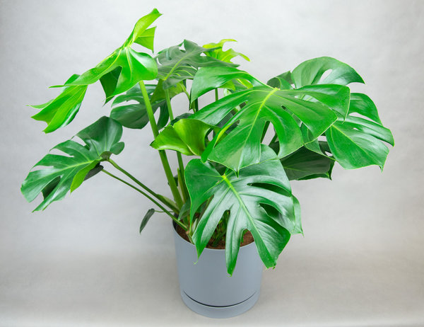 Монстера Делициоза 100 см