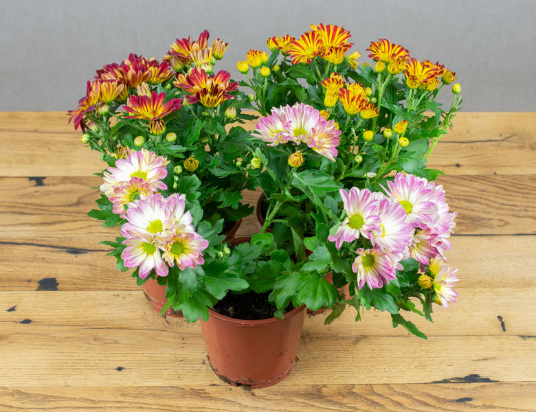 Хризантема микс биколор