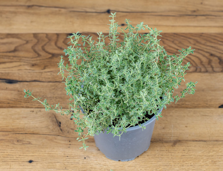 Тимьян Сильвер Квин